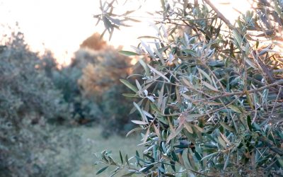 El recorte de la PAC es una propuesta de la derecha y es el PP el que tiene que pedir a sus compañeros de la UE que la retiren