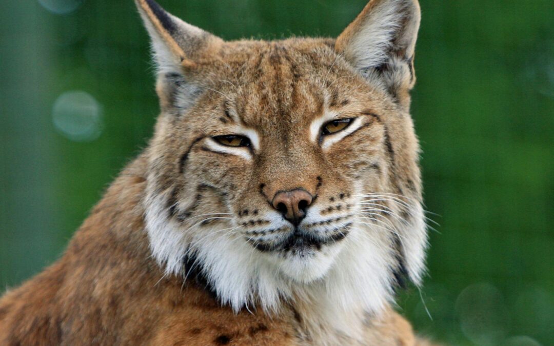La consejera de Medio Ambiente debería aclarar si tiene alguna relación con el condenado por la muerte de un lince