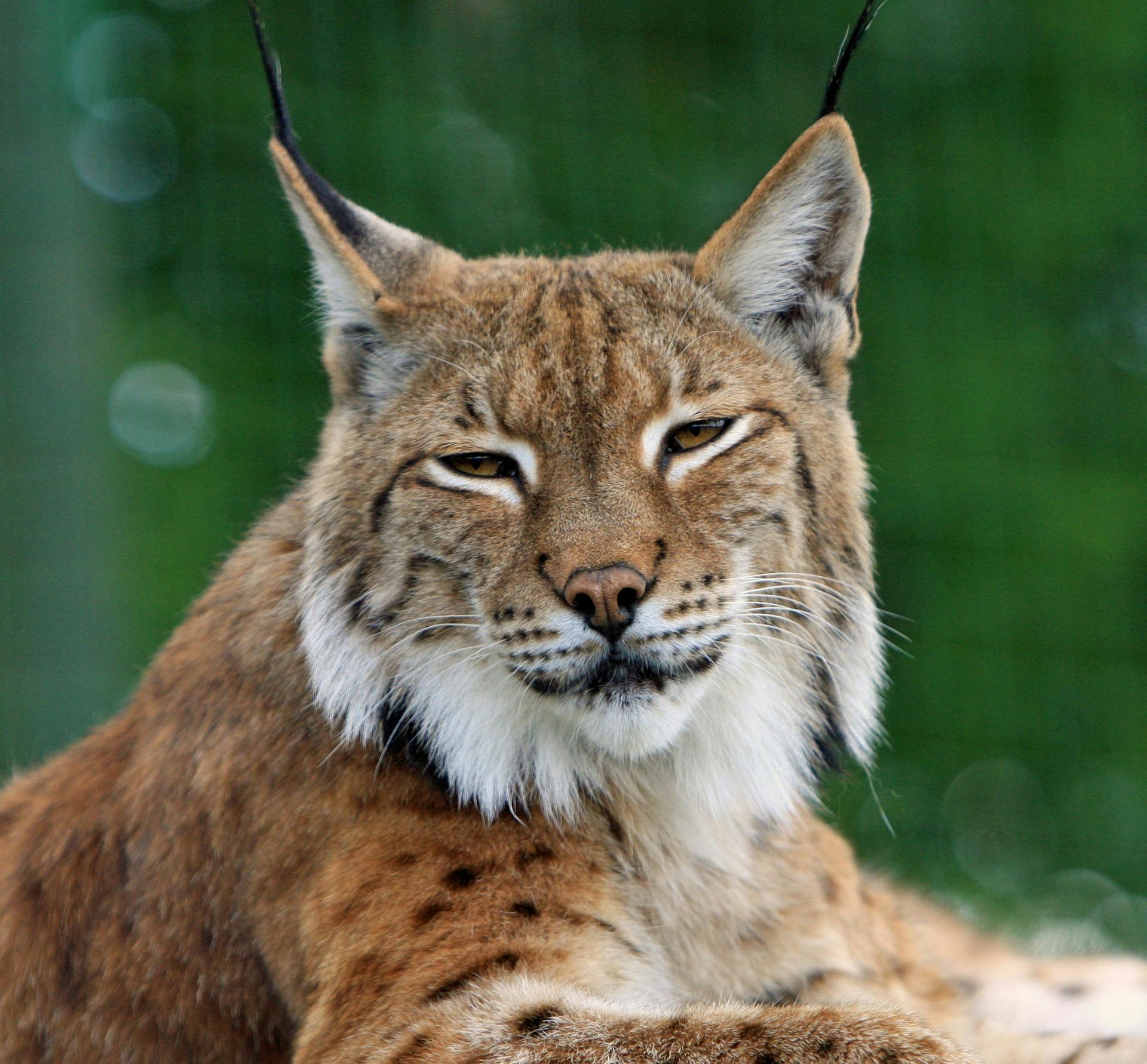 lince