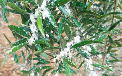 El PSOE exige a la Junta que al menos duplique las ayudas por el algodoncillo